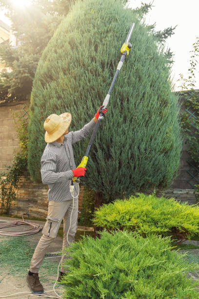 How Our Tree Care Process Works  in Rohnert Park, CA